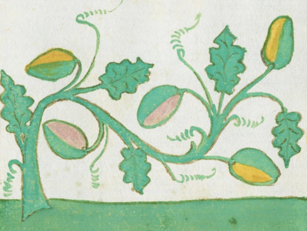 Decorative vine motif featuring curved green stems with oak leaves and oval pods, painted against a white background with yellow and pink accents.