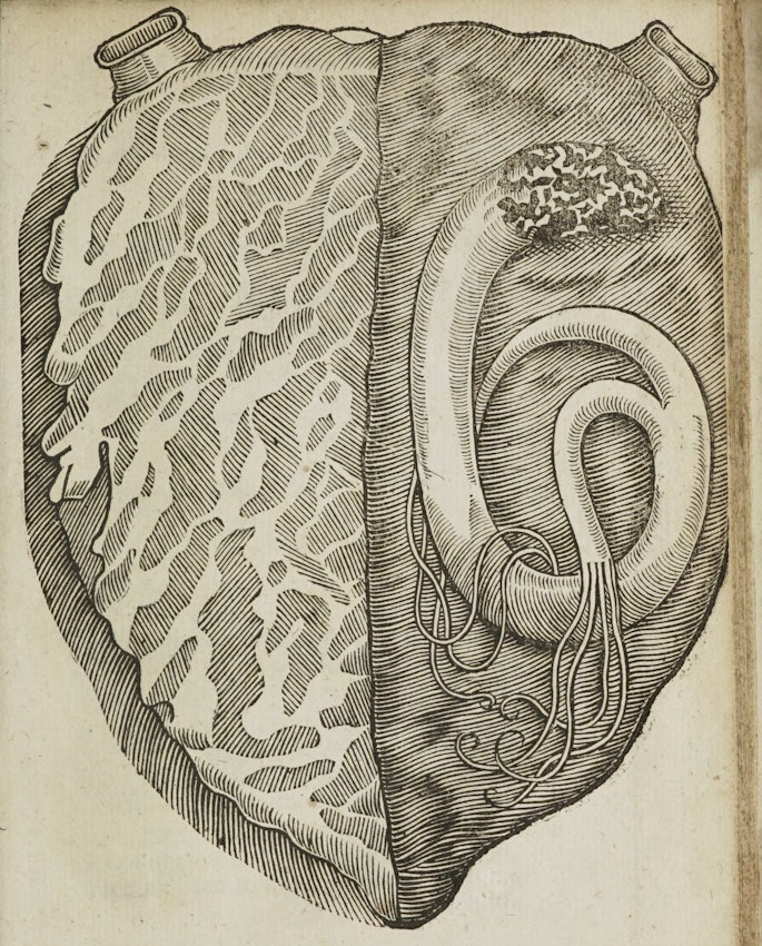 heart serpent image