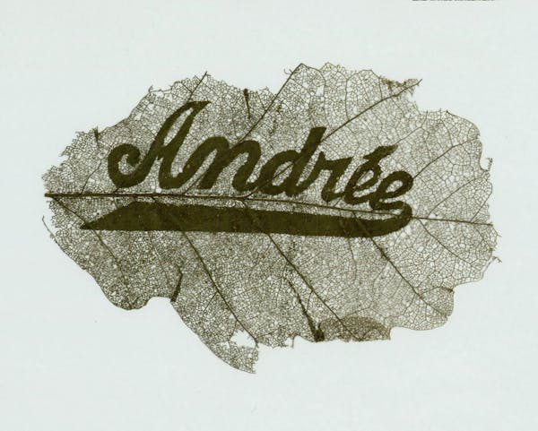 Name carved in leaf