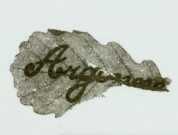 Name carved in leaf