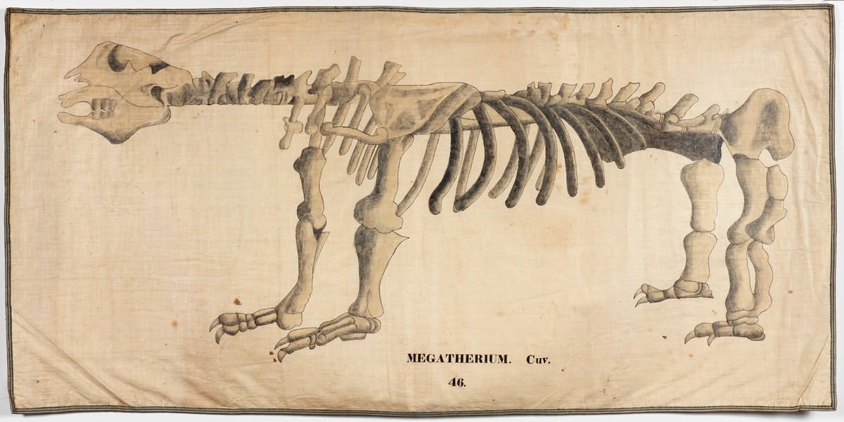 Scientific illustration by Orra Hitchcock