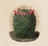 Illustrations from a Descriptive Iconography of Cacti (1841)