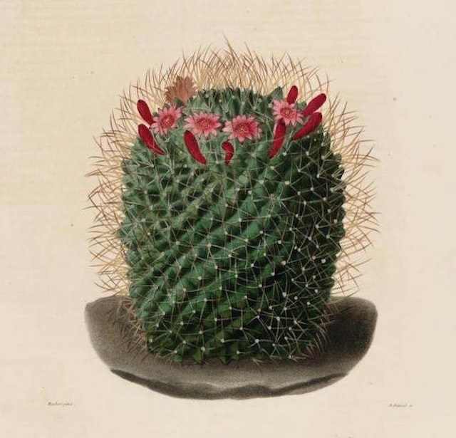 Illustrations from a Descriptive Iconography of Cacti (1841)