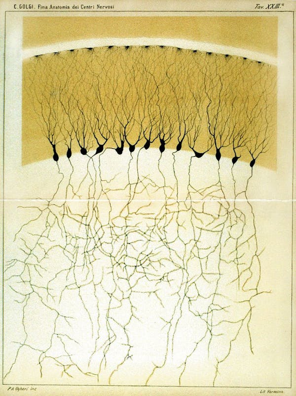 Camillo Golgi nervous system illustration