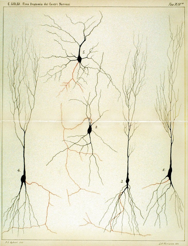 Camillo Golgi nervous system illustration