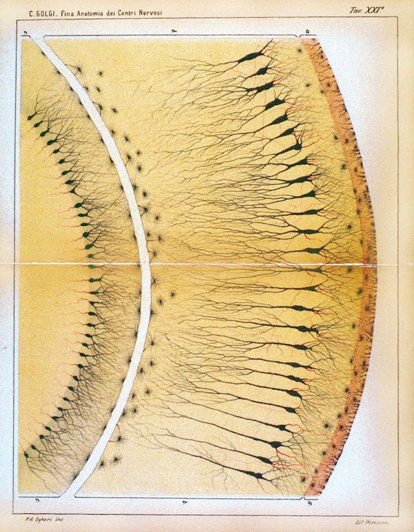 Camillo Golgi nervous system illustration