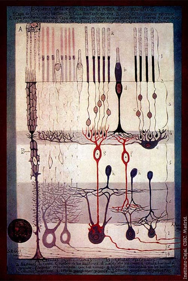 Santiago Ramon y Cajal illustration of nerve cells