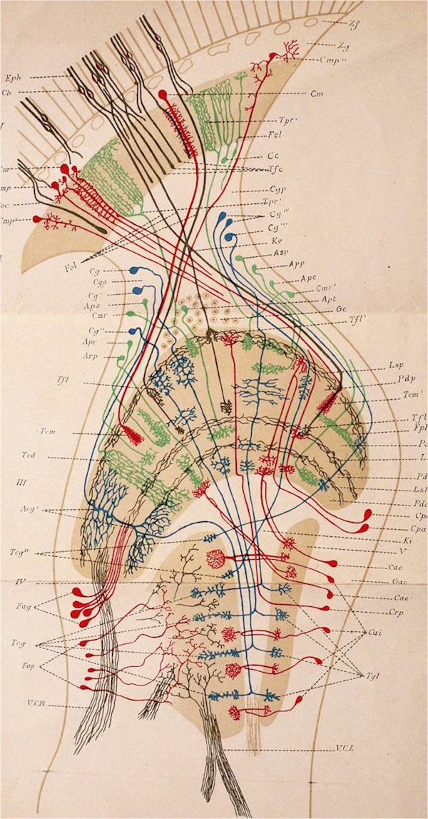 Santiago Ramon y Cajal illustration of nerve cells