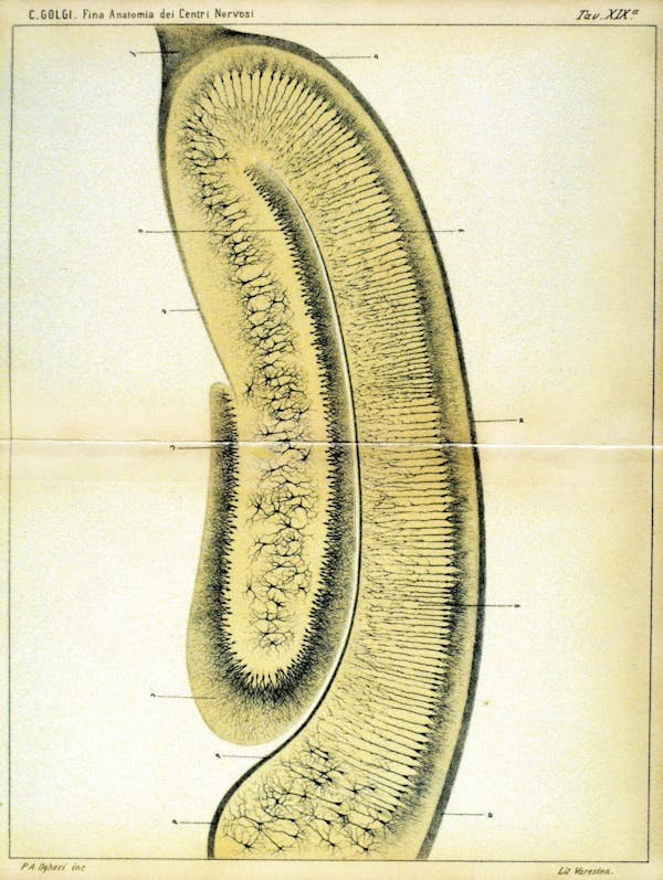 Camillo Golgi nervous system illustration