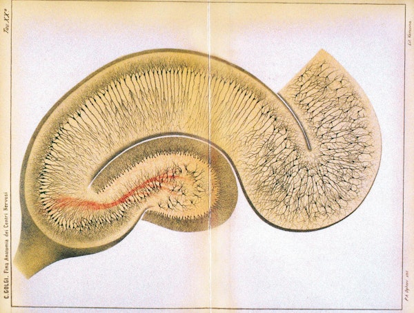 Camillo Golgi nervous system illustration