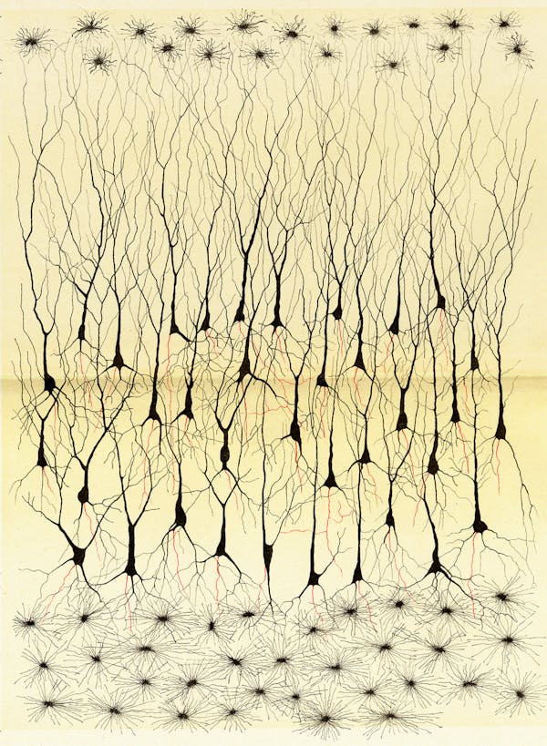 Camillo Golgi nervous system illustration