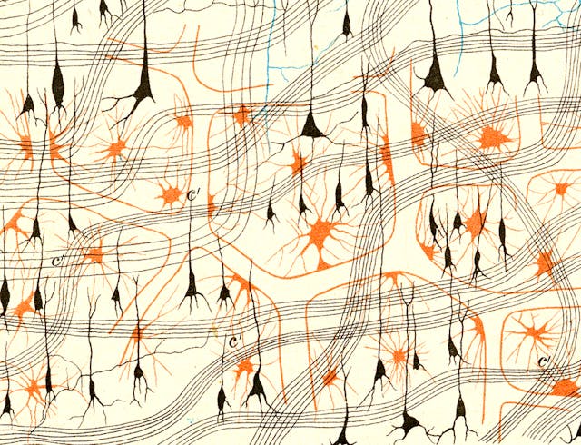 Early Illustrations of the Nervous System by Camillo Golgi and Santiago Ramón y Cajal