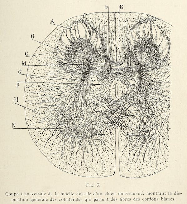 Santiago Ramon y Cajal illustration of nerve cells