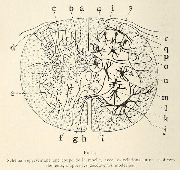 Santiago Ramon y Cajal illustration of nerve cells