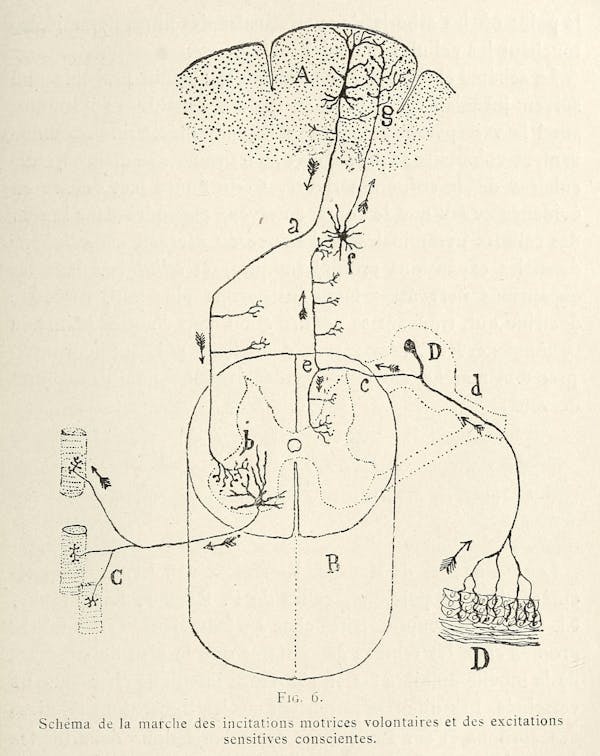 Santiago Ramon y Cajal illustration of nerve cells