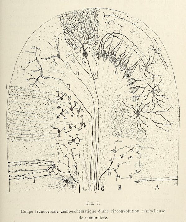 Santiago Ramon y Cajal illustration of nerve cells