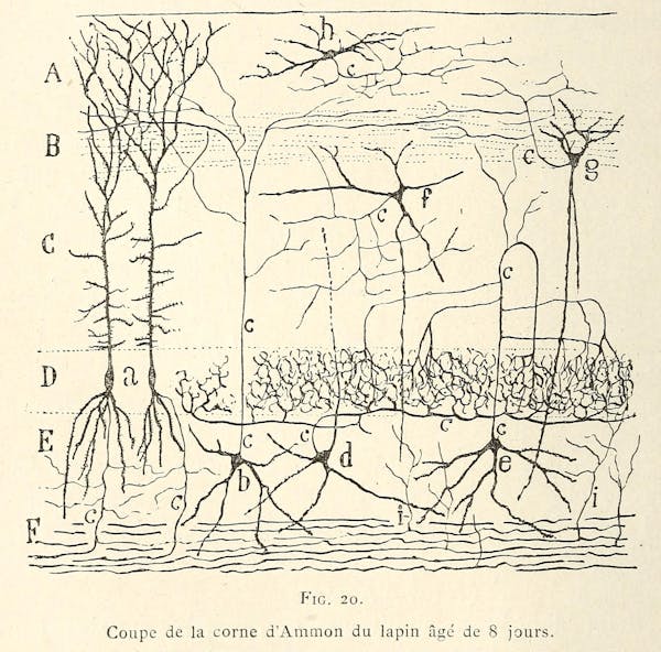 Santiago Ramon y Cajal illustration of nerve cells