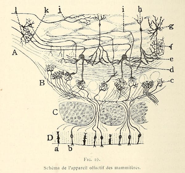 Santiago Ramon y Cajal illustration of nerve cells