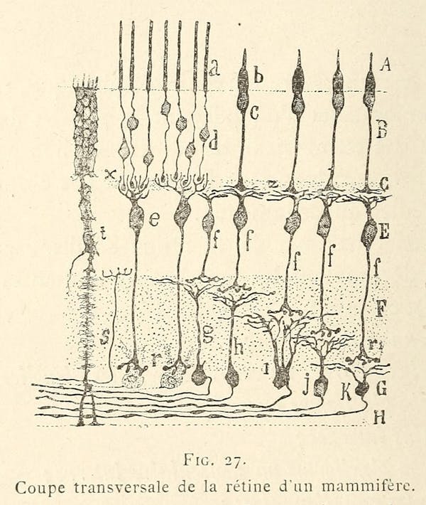 Santiago Ramon y Cajal illustration of nerve cells