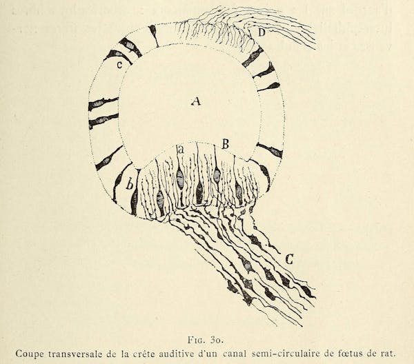 Santiago Ramon y Cajal illustration of nerve cells