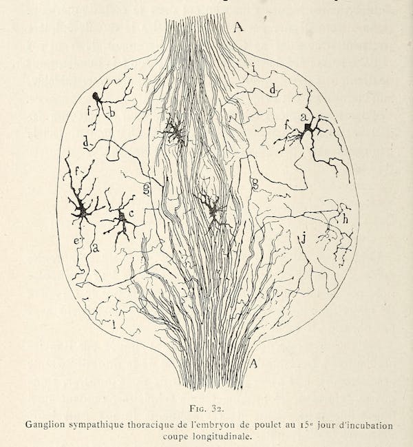 Santiago Ramon y Cajal illustration of nerve cells