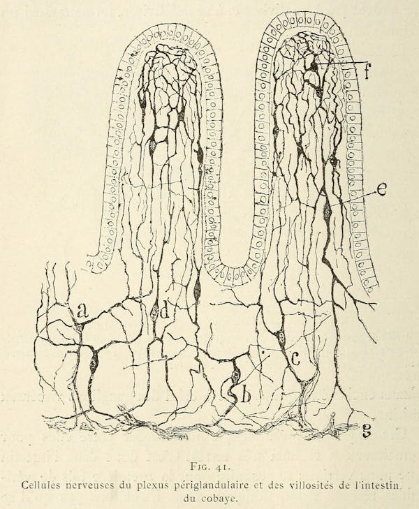 Santiago Ramon y Cajal illustration of nerve cells