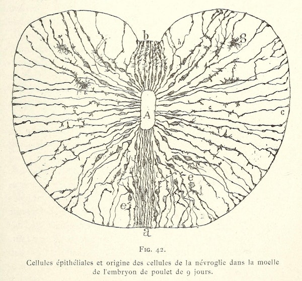 Santiago Ramon y Cajal illustration of nerve cells