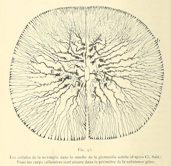 Santiago Ramon y Cajal illustration of nerve cells