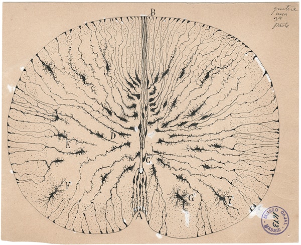 Santiago Ramon y Cajal illustration of nerve cells
