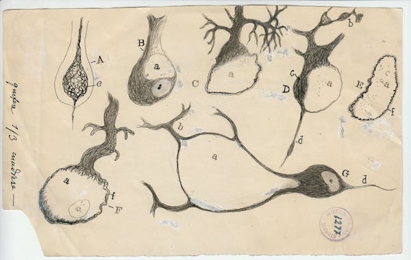 Santiago Ramon y Cajal illustration of nerve cells