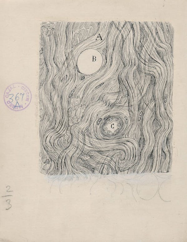 Santiago Ramon y Cajal illustration of nerve cells