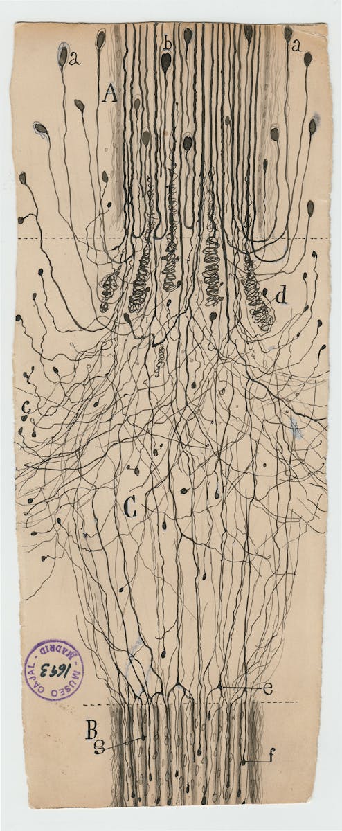 Santiago Ramon y Cajal illustration of nerve cells