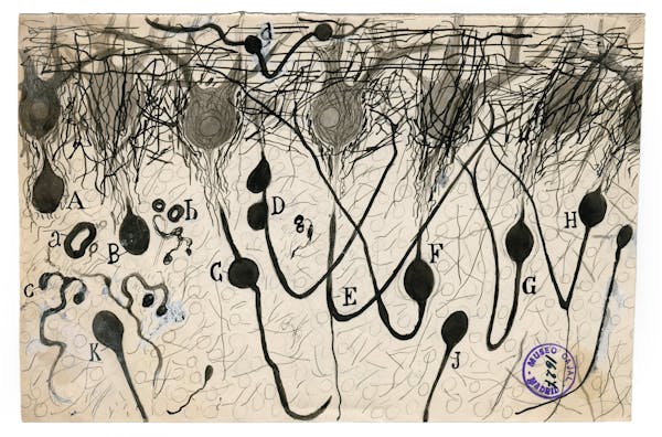 Santiago Ramon y Cajal illustration of nerve cells