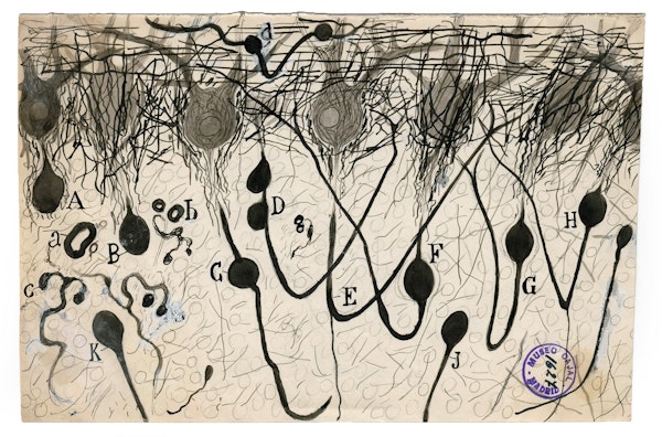 Santiago Ramon y Cajal illustration of nerve cells