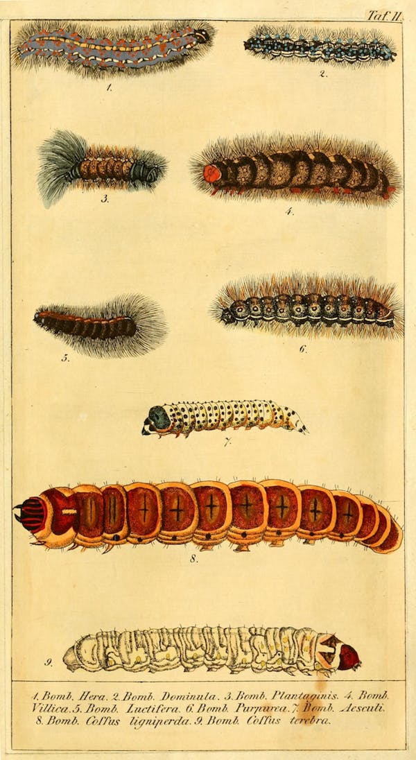 chronologischerr00voge_0185