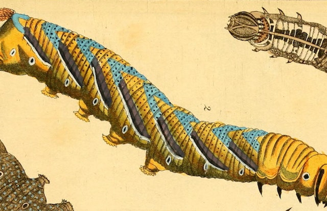 Images from German “Caterpillar Calendar” (1837)
