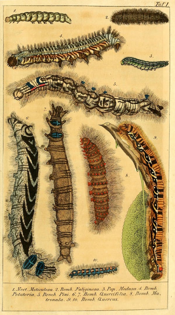 chronologischerr00voge_0181