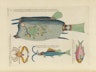 Images from the First Colour Publication on Fish (1754)