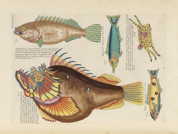 Fishes, exotic illustrations poster - Les Jolies Planches