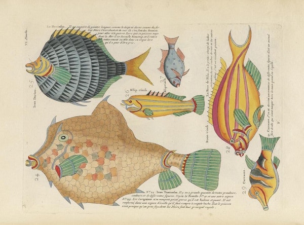 Images from the First Colour Publication on Fish (1754) — The