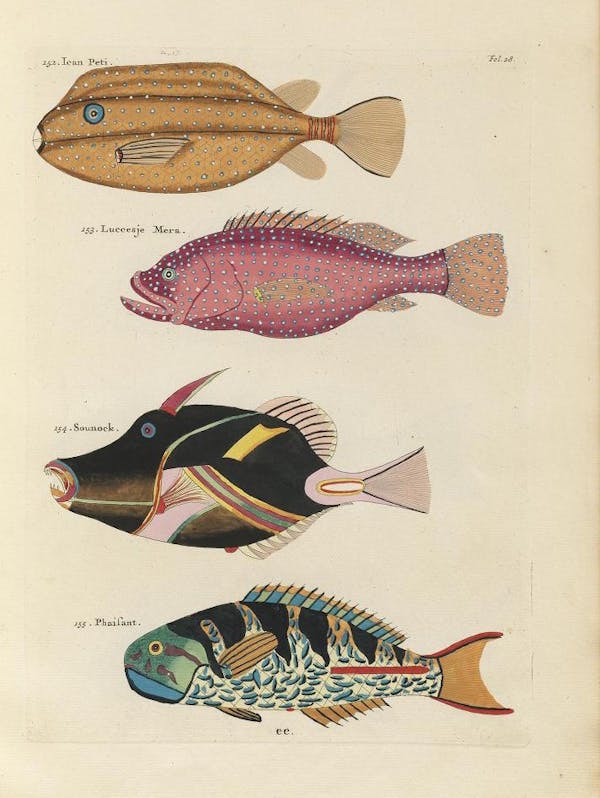 PoissonsecrevisIRena_0075