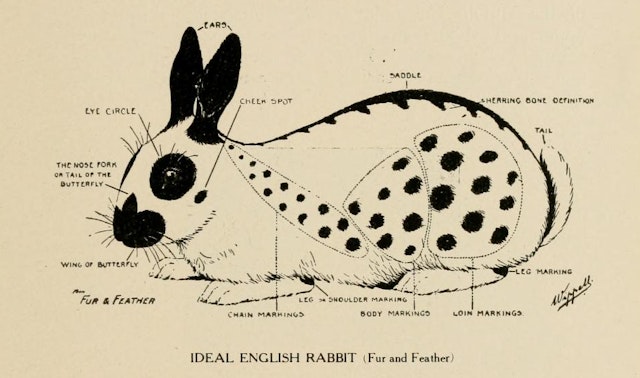 In Search of the Impossible: The Perfect English Rabbit