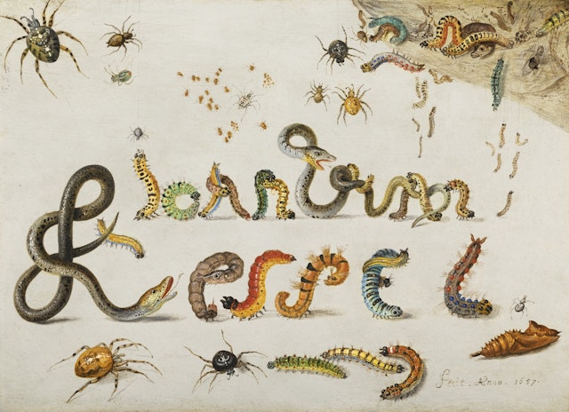 Jan van Kessel's Signature of Caterpillars and Snakes (1657)