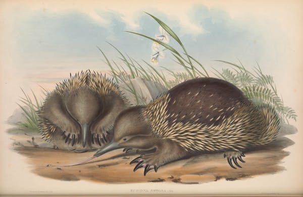 john gould mammals of australia bristly echidna