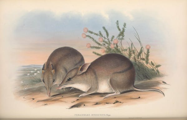 john gould mammals of australia western-barred bandicoot