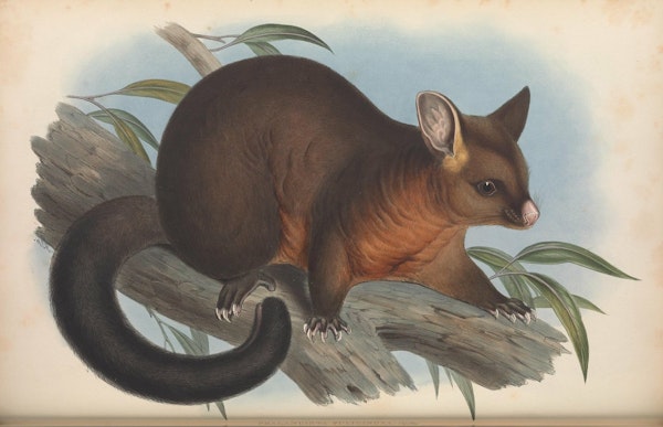 john gould mammals of australia phalancista fuliginosa