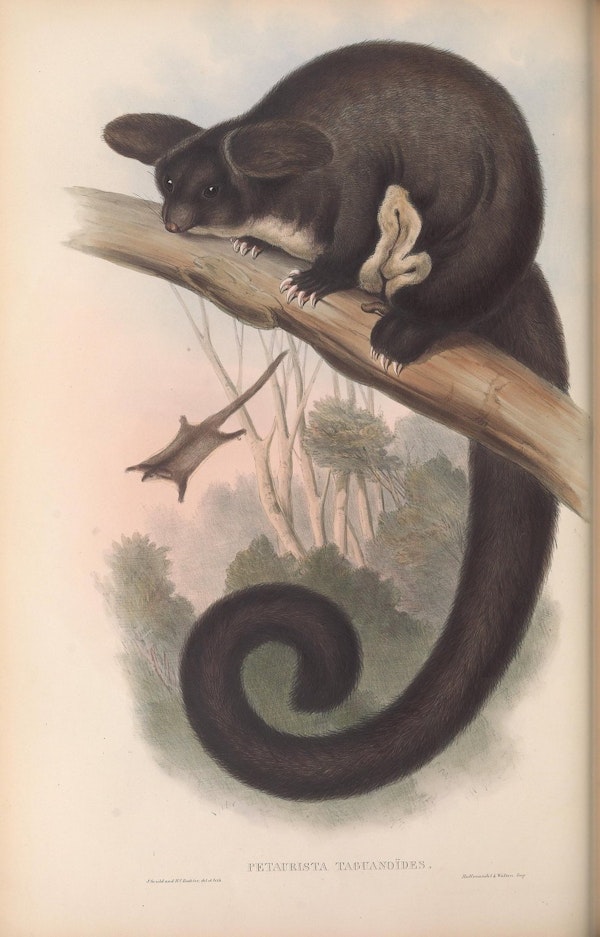 john gould mammals of australia flying squirrel
