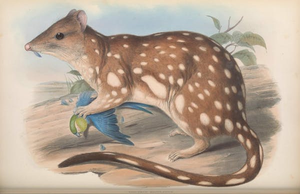 john gould mammals of australia tiger quoll