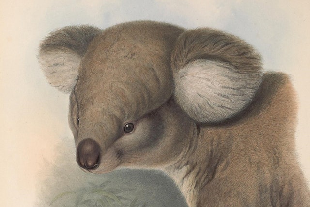 John Gould’s Mammals of Australia (1845–63)