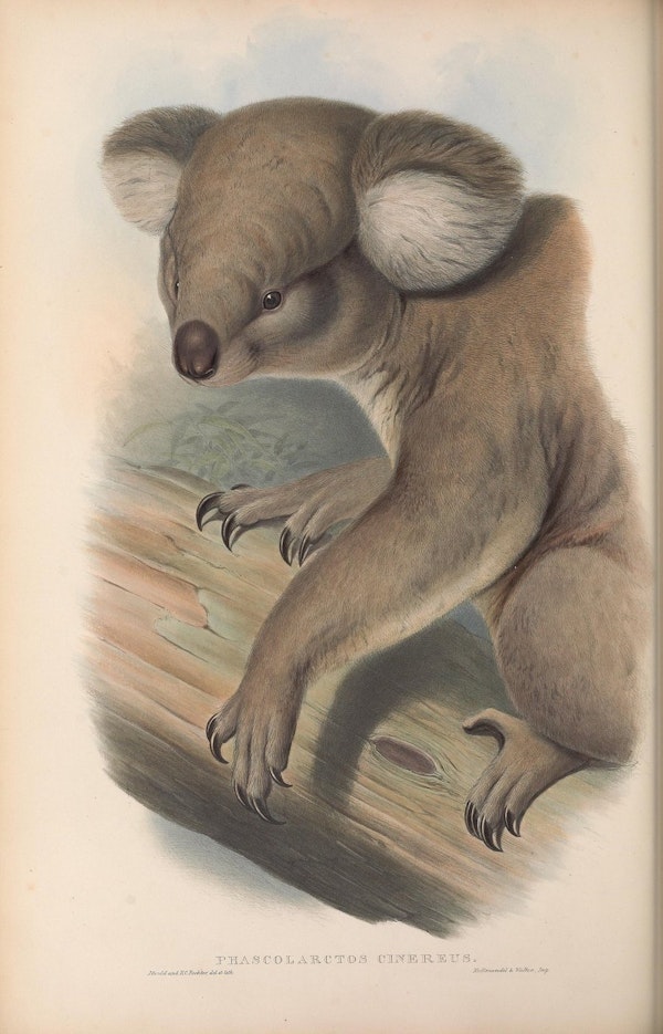 john gould mammals of australia koala
